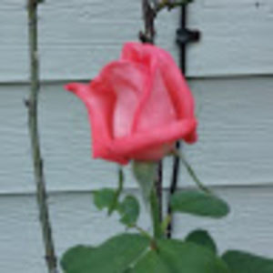 Meet your Posher, Eva